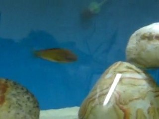 Tropheus Kambwimba 2e6d