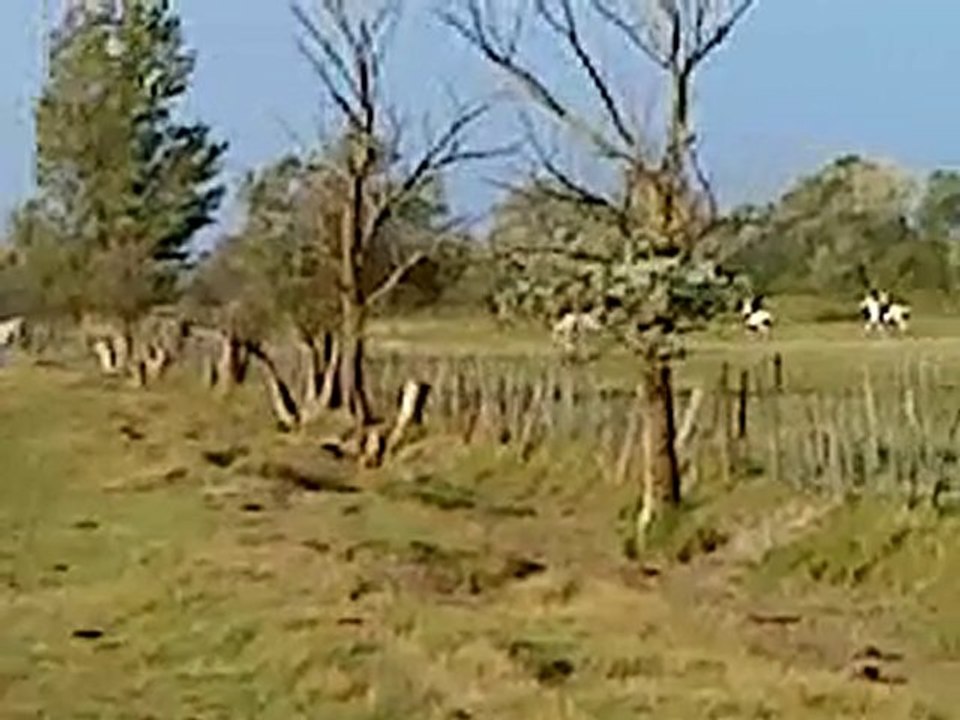 tri bayador