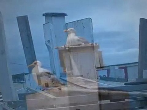 Thonier BICHE Le PARAGE par JC ROSSO oct2010