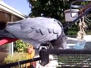 20101008-Les derniers moments au soleil pour Charly !!!