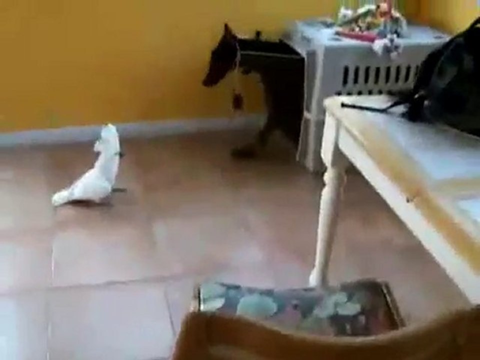 Cockatoo vs doberman