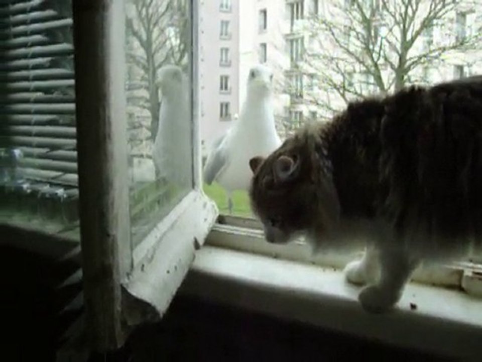 100_0097droles d'oiseaux