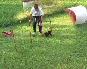 Flamme cavalier king charles agility