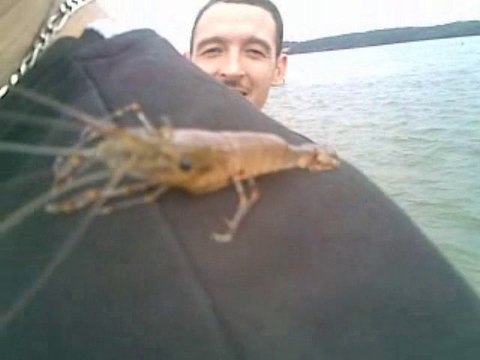 Wesh Wesh la crevette