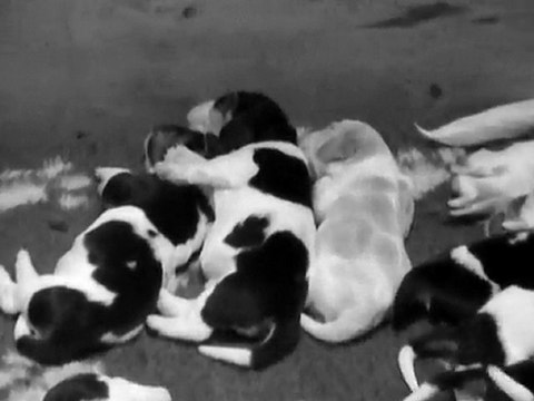 élevage du domaine de tara portées octobre 2010