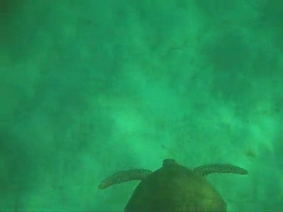 Les Grenadines : Nage avec les Tortues