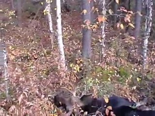 Chasse 2010 ~ Carabine