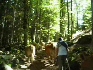 Transhumance d'automne au Villard de Lans