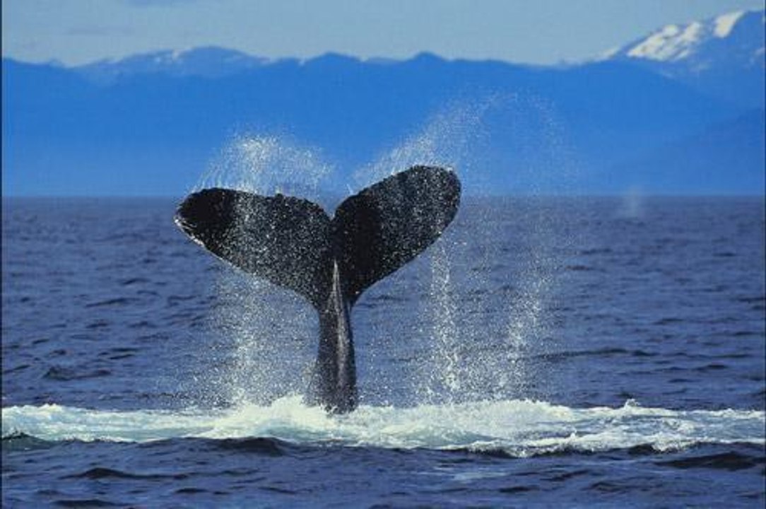 TOUCHEZ PAS A LA MER - ANTOINE -