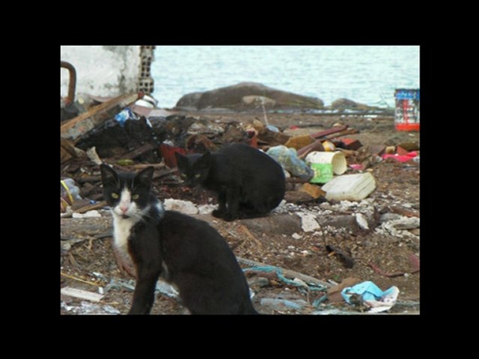 les chats de tabarka 2