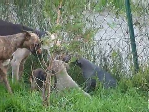 elles courent elles courent... les filles !