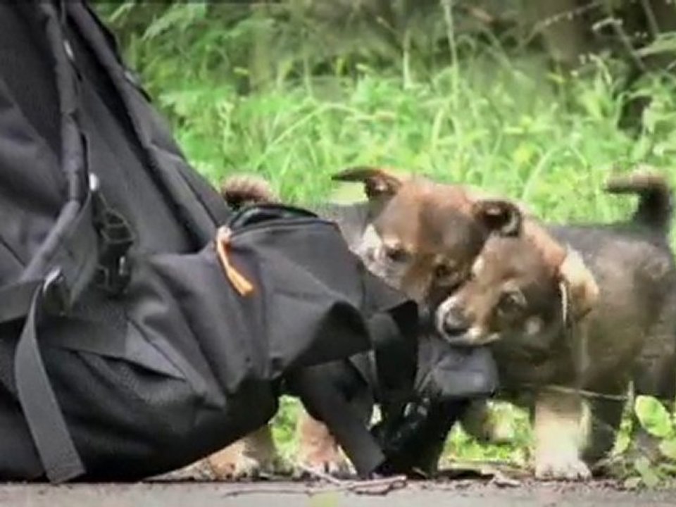 Hodowla Mysiadlo Psia Szkola. Szkola psów, hotel, tresura