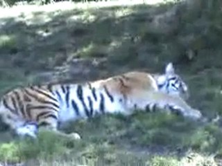 Tiger as seen from train, St. Louis Zoo