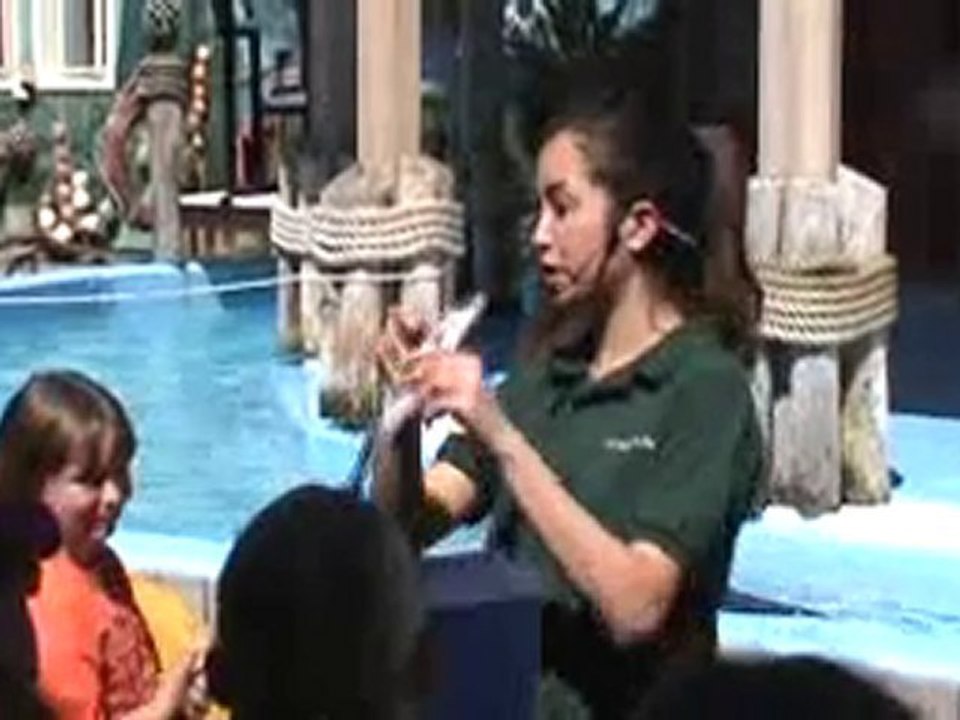 St. Louis Zoo Sea Lion Show Part I