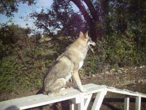 Loup Tchèque , au travail ! A.G.E.C.