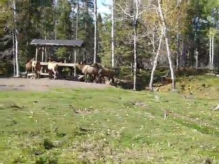 v035- Femelles wapitis