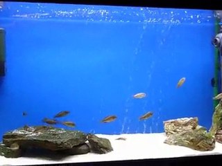 Red Rainbow Kambwimba