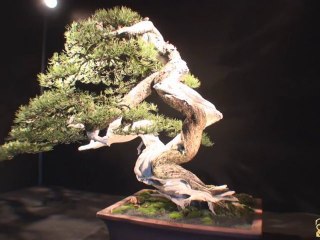 Bonsaï Euro Top 30 - Les Arbres de Montagne (Mulhouse)