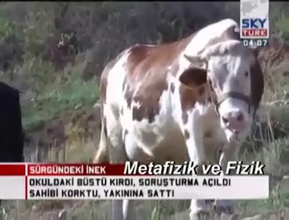Atatürk'ün Büstünü Kıran İnek Sürgüne Gönderildi.