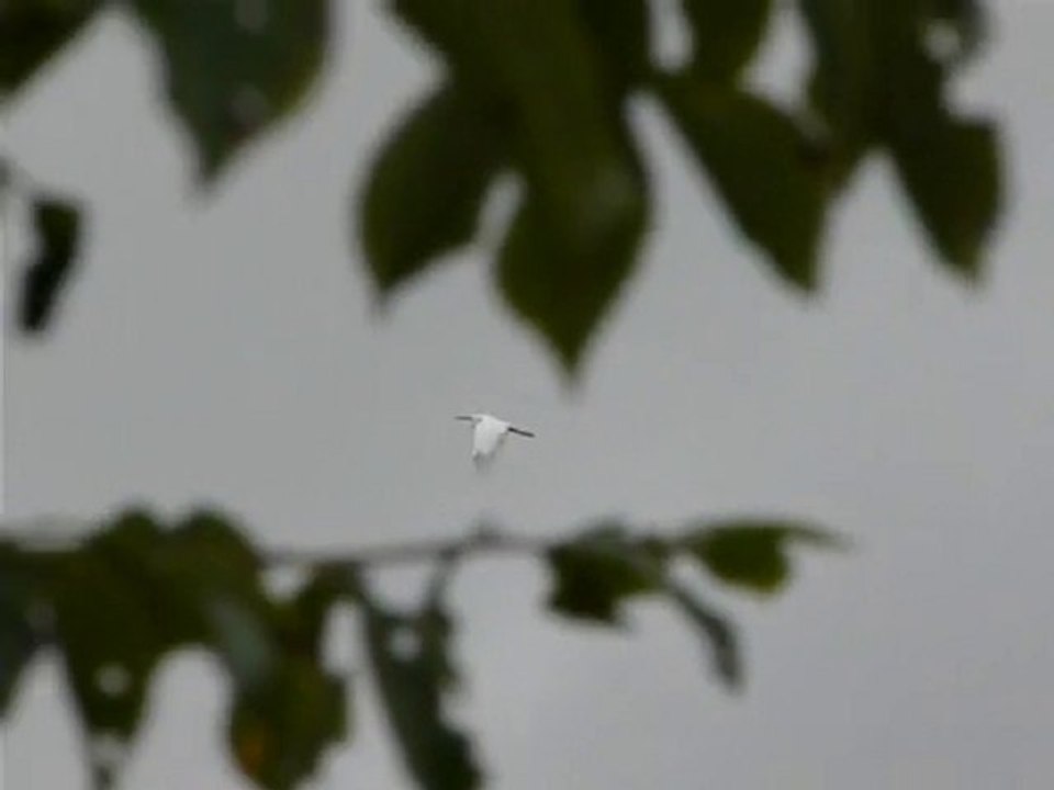 Aigrette Garzette en vol avec cri. (Egretta garzetta)