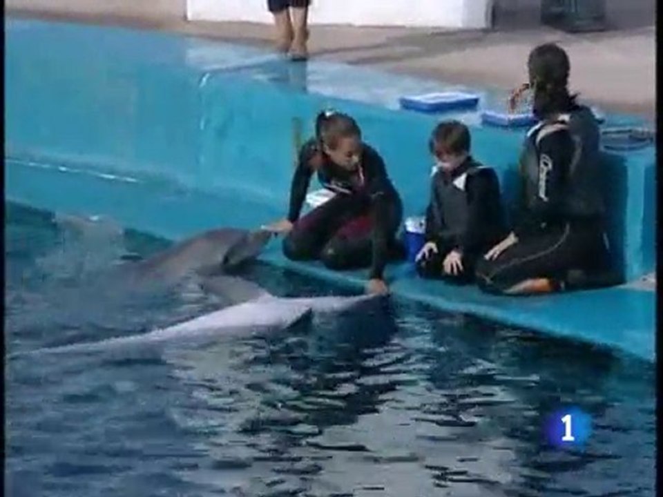 Delfinoterapia en el Oceanogràfic de Valencia