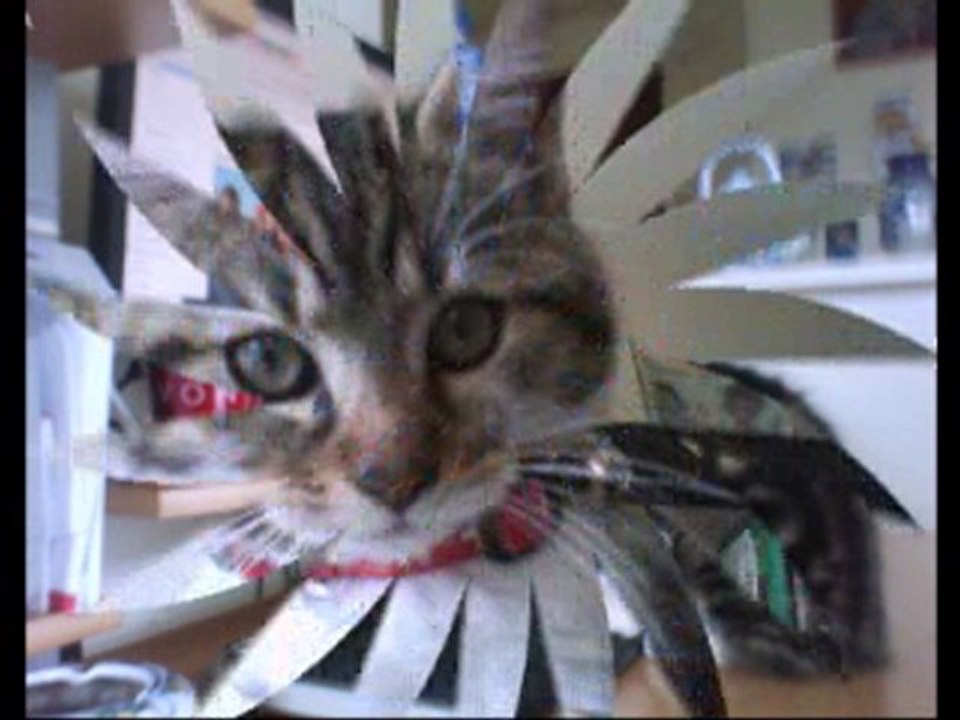 mes amis les animaux