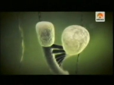 Estres cronico: Envejecimiento y telomeros (E. Blackburn)