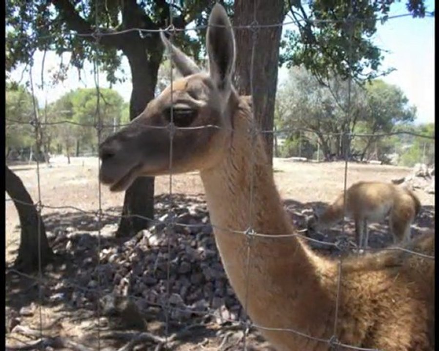 Zoo de Fréjus (Aout 2005)_xvid