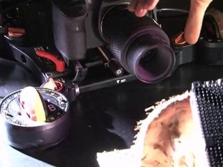 Les fourmis en vedette