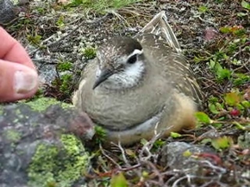Dotterel .MVI_7474+