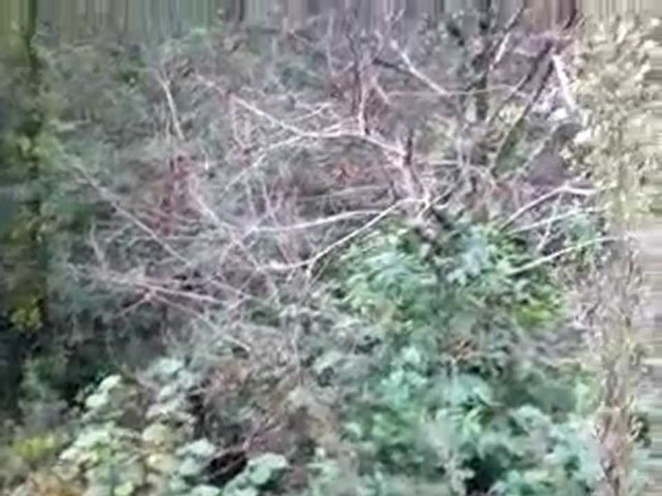 kestane agacı Kestane Dal Kanseri Cryphonectria