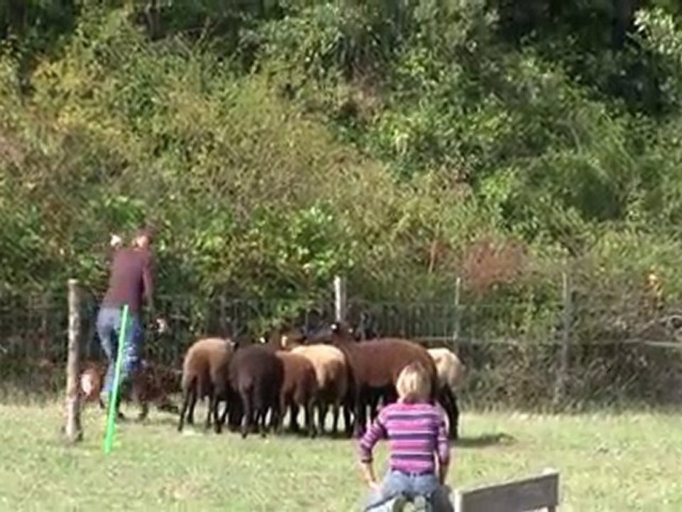 Ever stage troupeau 3-10-2010