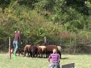 Ever stage troupeau 3-10-2010