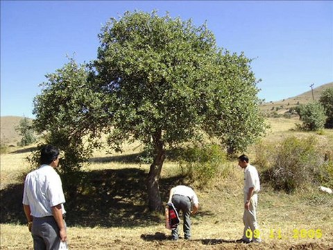 Kelkit - Bulak Köyü