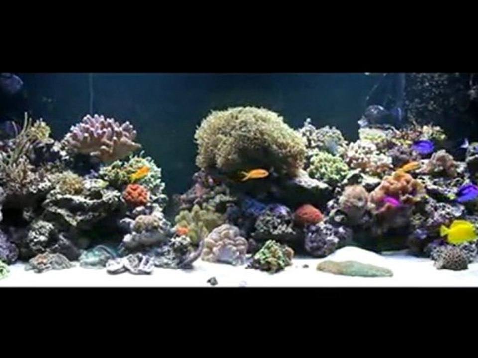 FOND ECRAN AQUARIUM 2