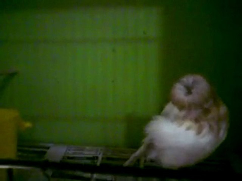 Tümay AŞÇIOĞLU 2010  Gloster Yavru