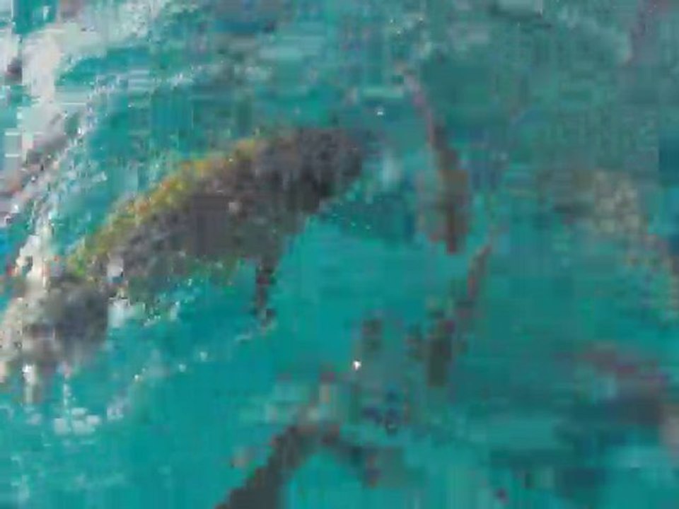 sea