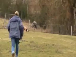 L'attaque de l'autruche