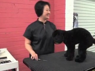 Pet Grooming St Ives Pawfect Paws NSW