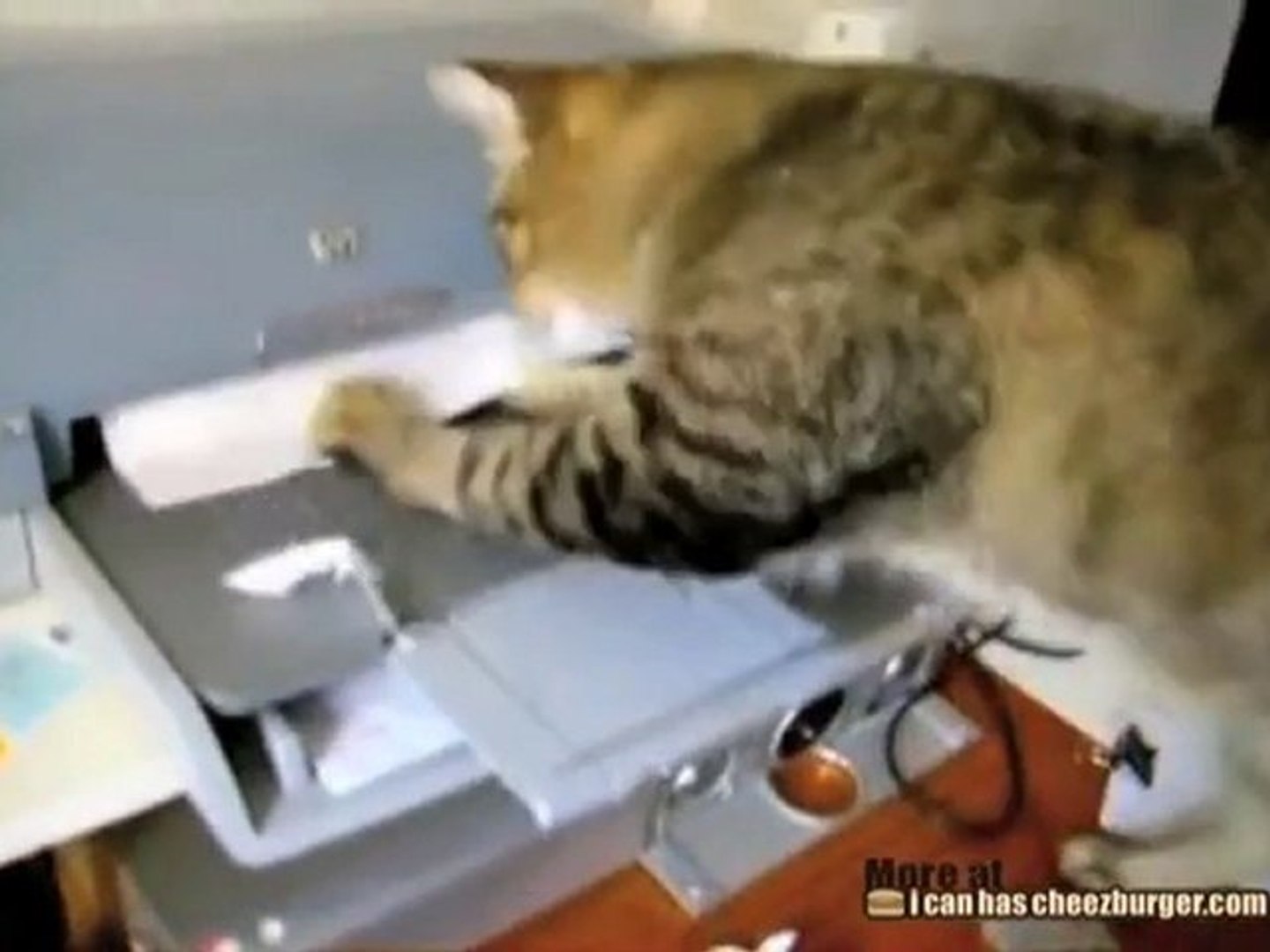 Il gatto e la stampante - Video Dailymotion