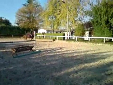Sweet Moment Square - poney français de selle - 4ans - 1m44