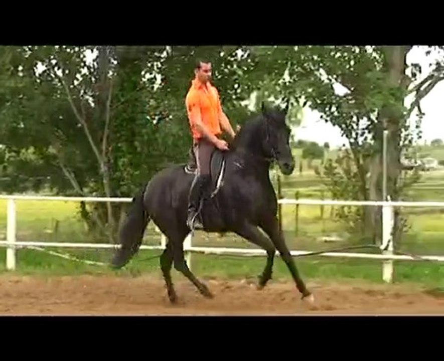 FLAMENCO cheval ibérique, le magnifique !