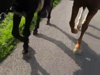 diférence entre le pas d'un âne et celui d'un cheval
