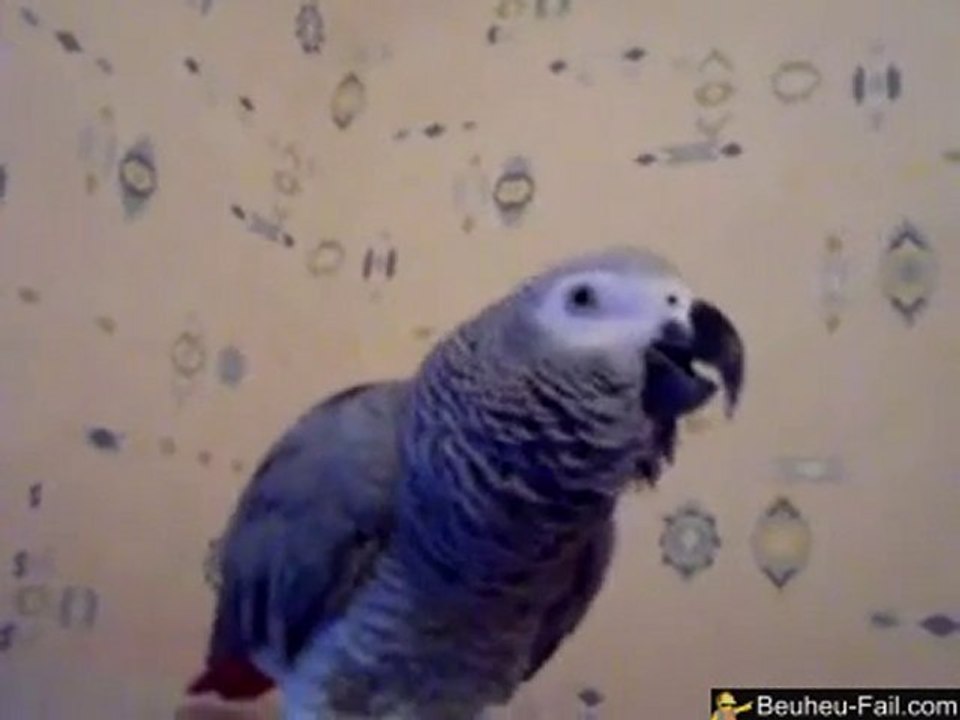 Le Perroquet qui dit: Sarkozy pourri