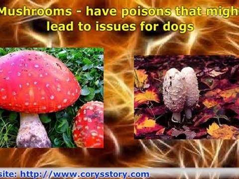 9 Foods That Can Cause Seizures in Dogs