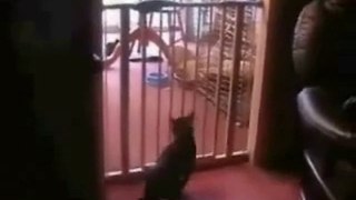 best cat jump FAIL ever