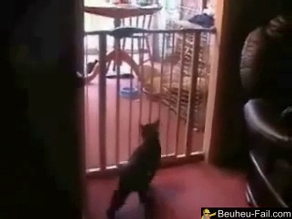 best cat jump FAIL ever