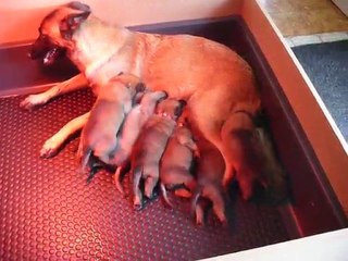 Malinois