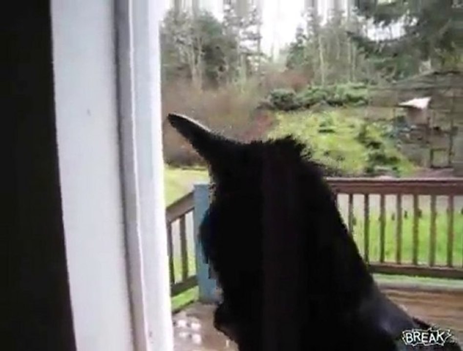 Corneille  qui dit "NEVERMORE"