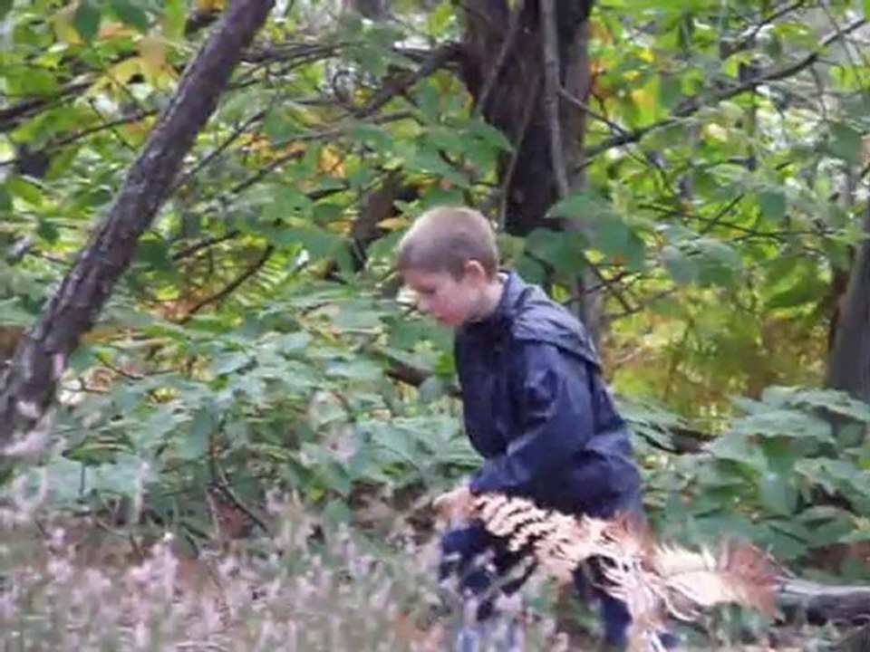 promenade dans les bois